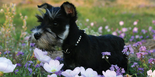 Insect Stings on Pets: What to Do?