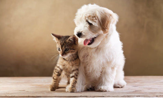 A Healthy Gut: Why Important in Animals?