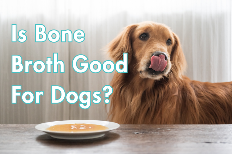 Is Bone Broth Good for Dogs? Joint, Gut & Immune Benefits Explained