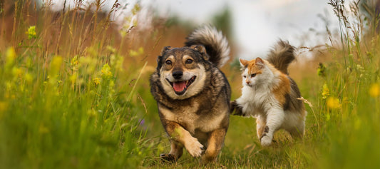 Improving Nutritional Status for both Dogs and Cats