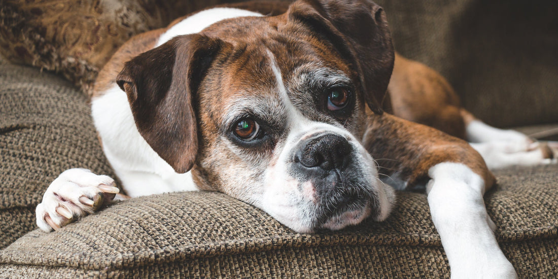 CANINE ARTHRITIS: THE 5 POINT PLAN