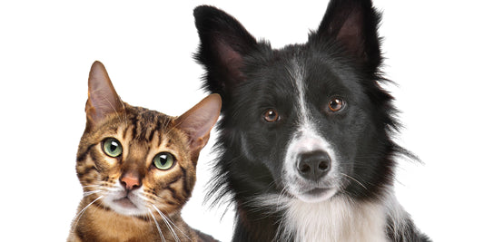 Allergy Season: Protect Your Pet with Nu