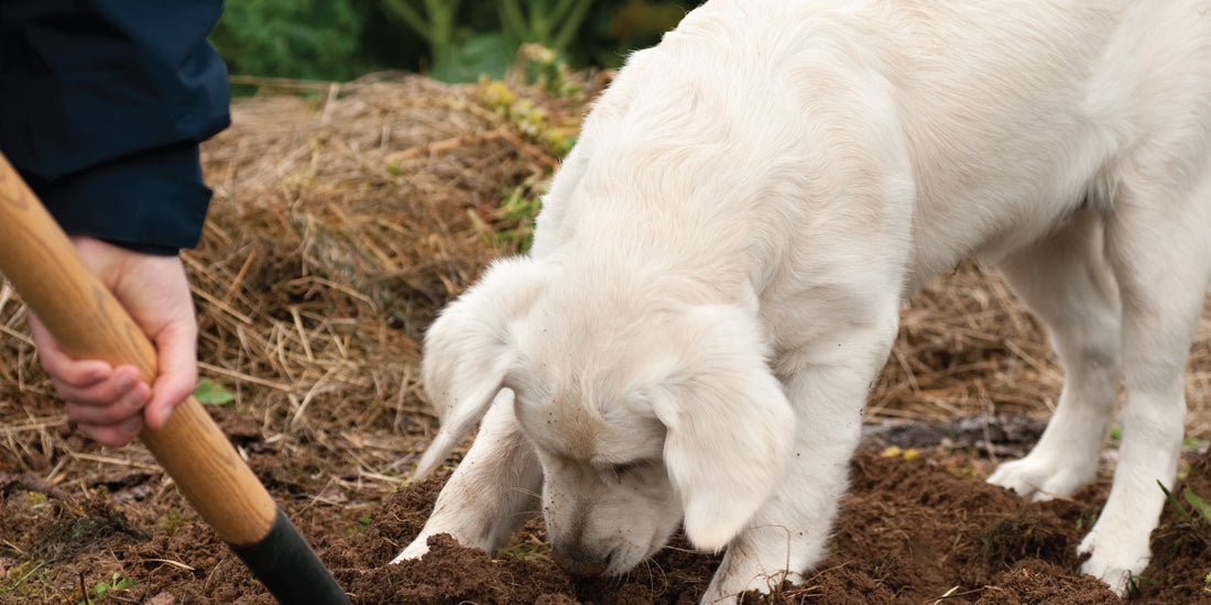 Why is My Dog Eating That?!