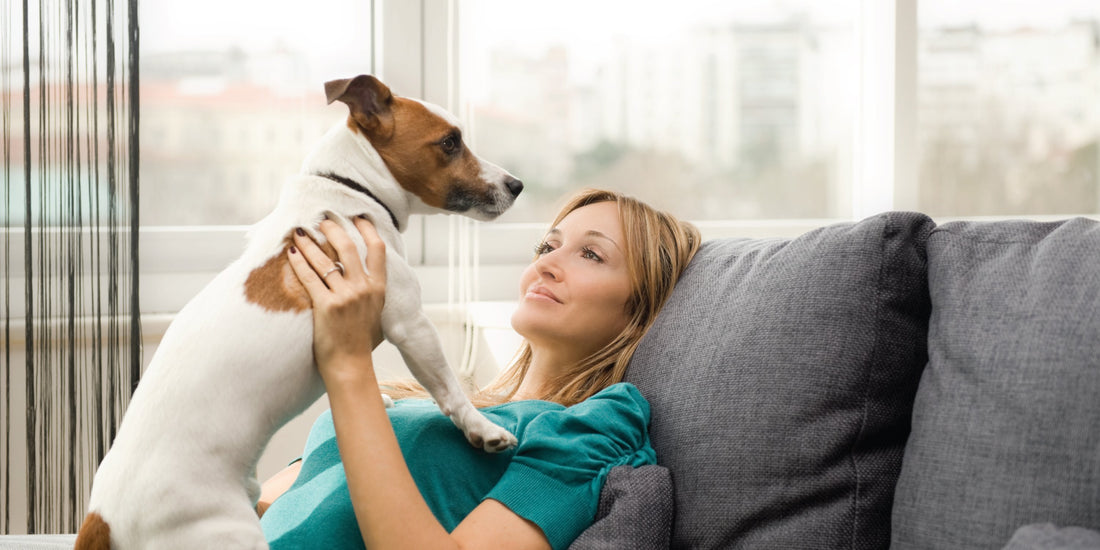 Natural Flea Control for Dogs