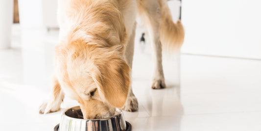 Dealing With a Fussy Eater