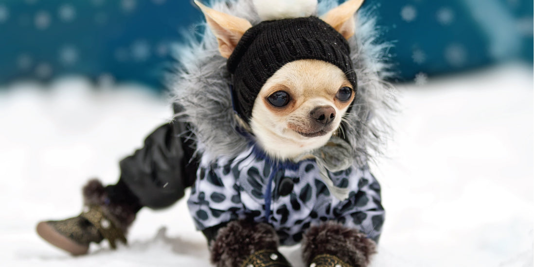 Grooming Tips: Bonding & Beauty Time