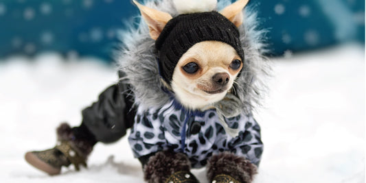 Grooming Tips: Bonding & Beauty Time