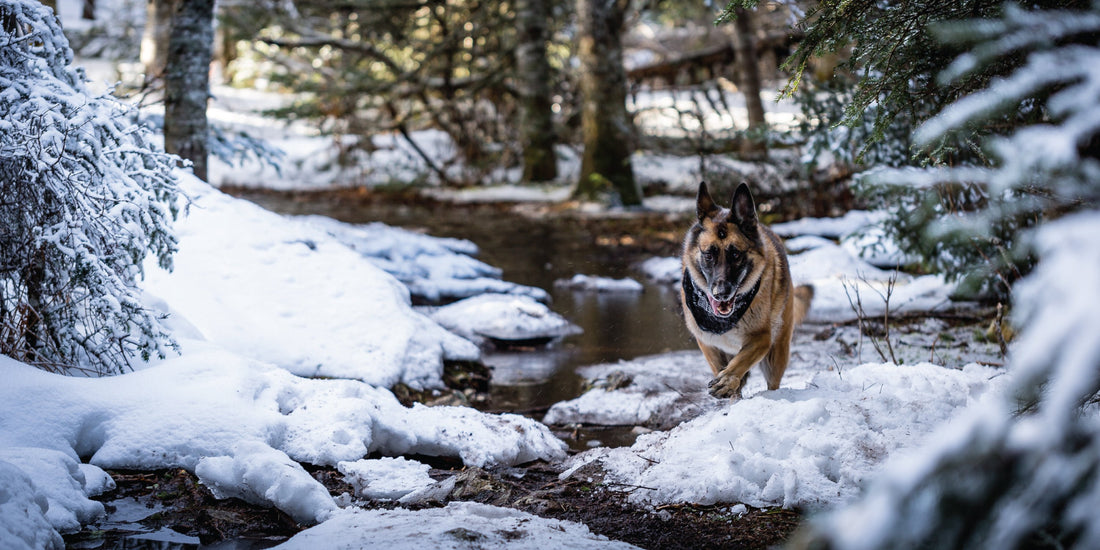 Grain Free Dog Food: Why It's Best For Y