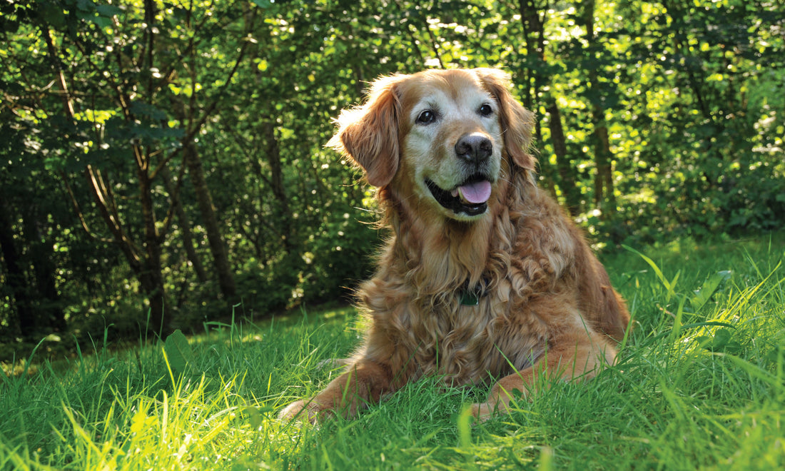 Calculating Your Dog's Real Age