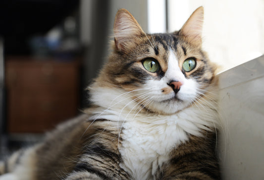 How to Keep Your Cat’s Skin and Coat Healthy