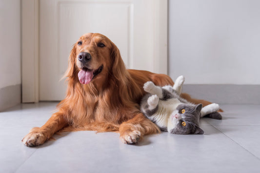 The Importance of the Gut to the Overall Wellness of Your Pet