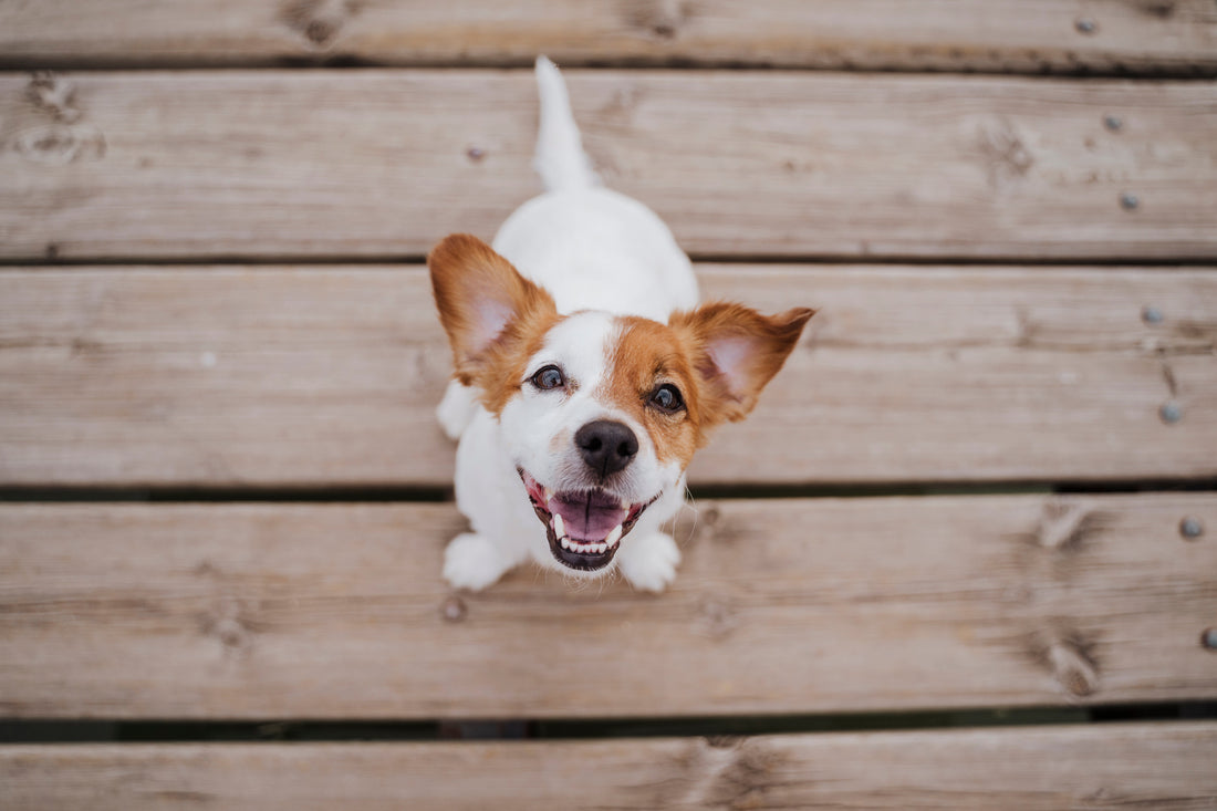 Top 10 Dog Maladies: Dental Disease