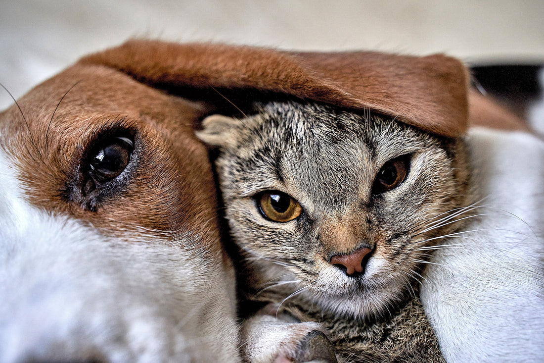 5 Scenarios Where Your Pet May Need a Multivitamin