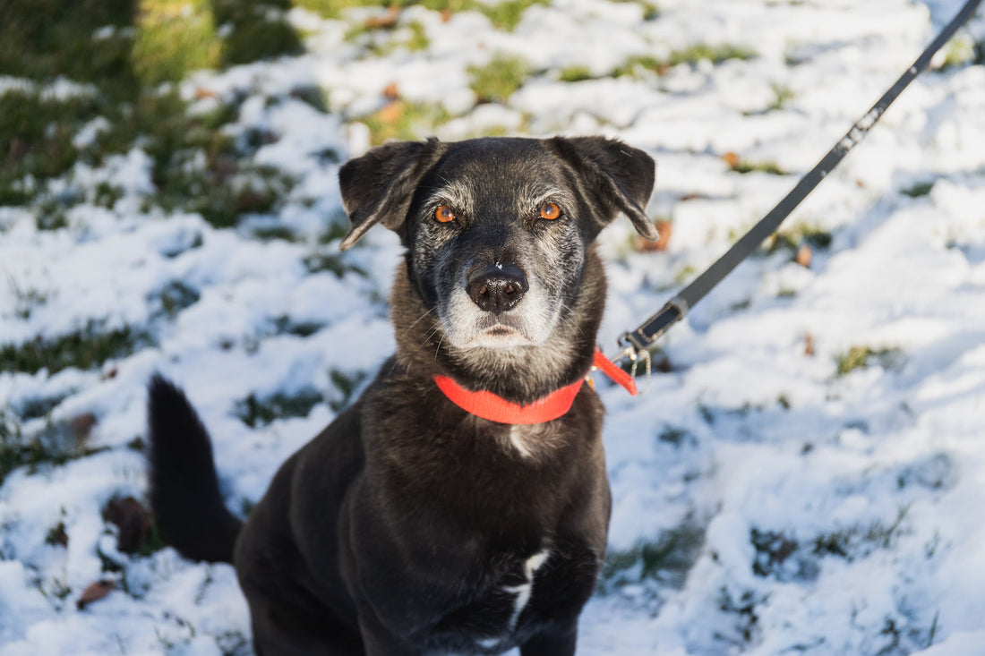 Joint Arthritis in Dogs : What Wear and Tear looks Like and What You Can Do