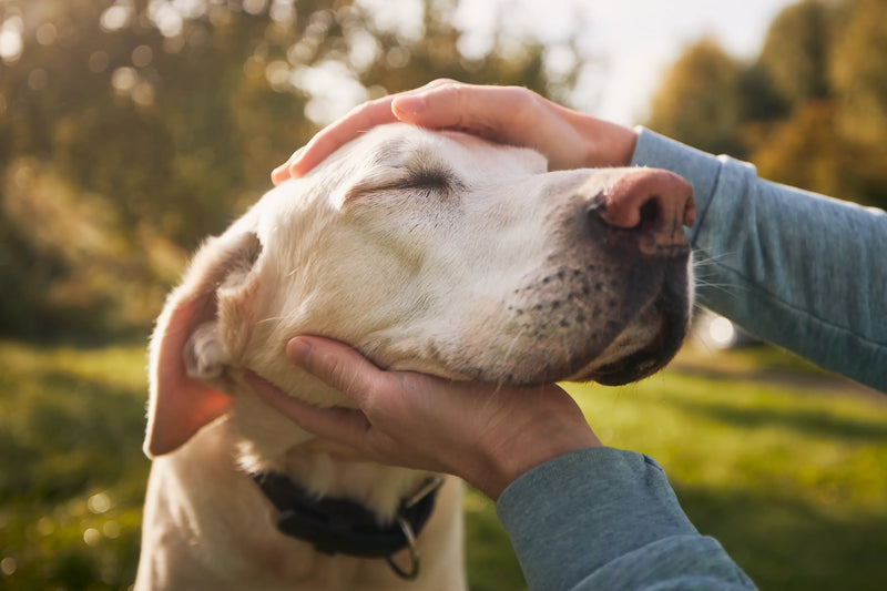 Happy dog being gently petted outdoors, representing healthy and calm pet wellness