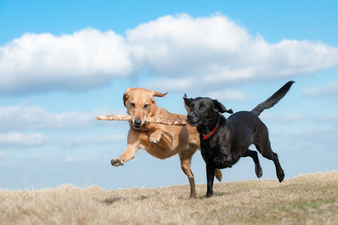 Can Dogs Get Sunburned?