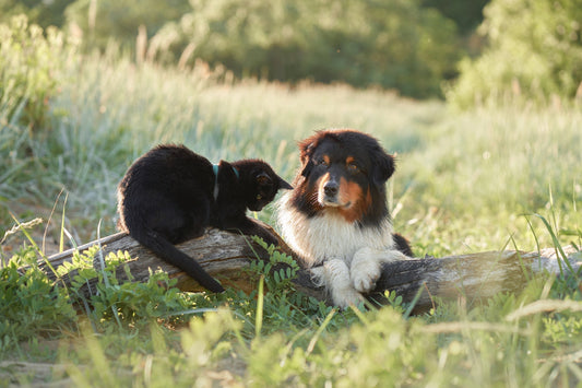 Protect Your Pet From Seasonal Allergies