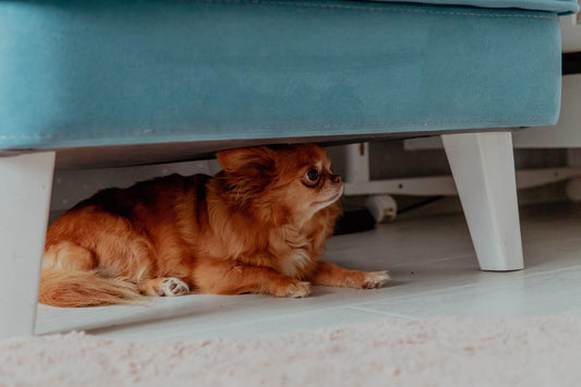 Dog with separation anxiety under the bed