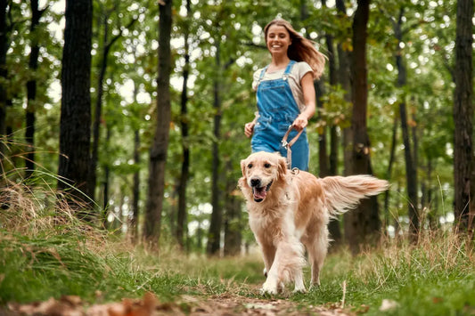 Is Turmeric Good for Dogs? Anti-Inflammatory Power, Dosage & Joint Support