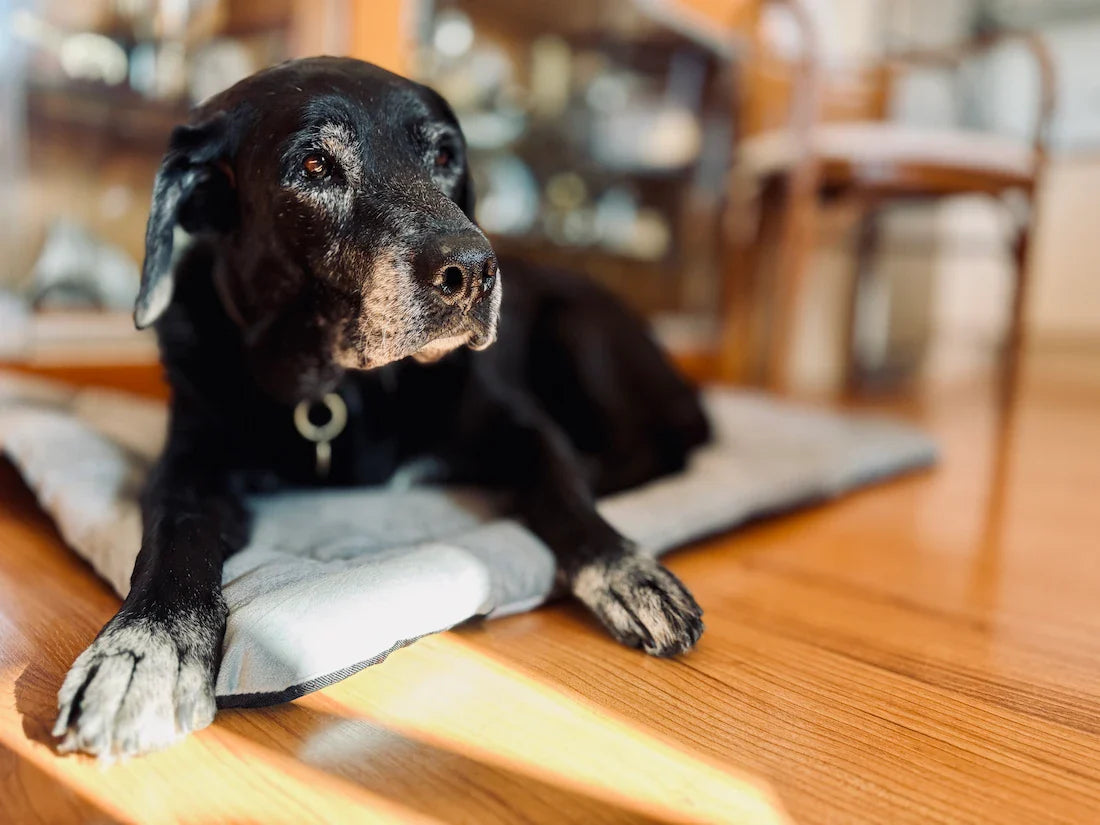 Senior black Labrador resting calmly on a dog bed after recovering from vomiting yellow bile