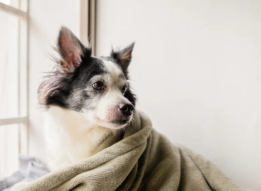 dog under blanket by the window