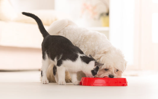 Skin, Joint, Immune, and more...Why Norwegian Salmon Oil is a Must Have for Your Pet!