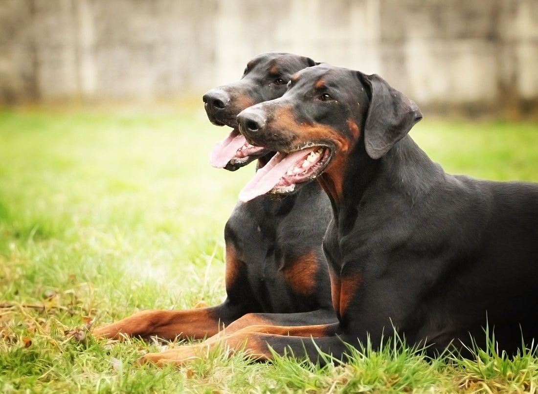 apple cider vinegar for dogs