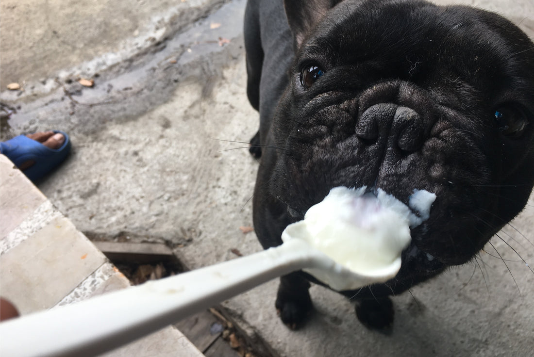 is yogurt good for dogs