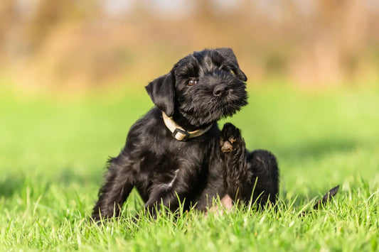 Why Is My Dog Itching So Much? Allergies, Gut Links & Relief Strategies