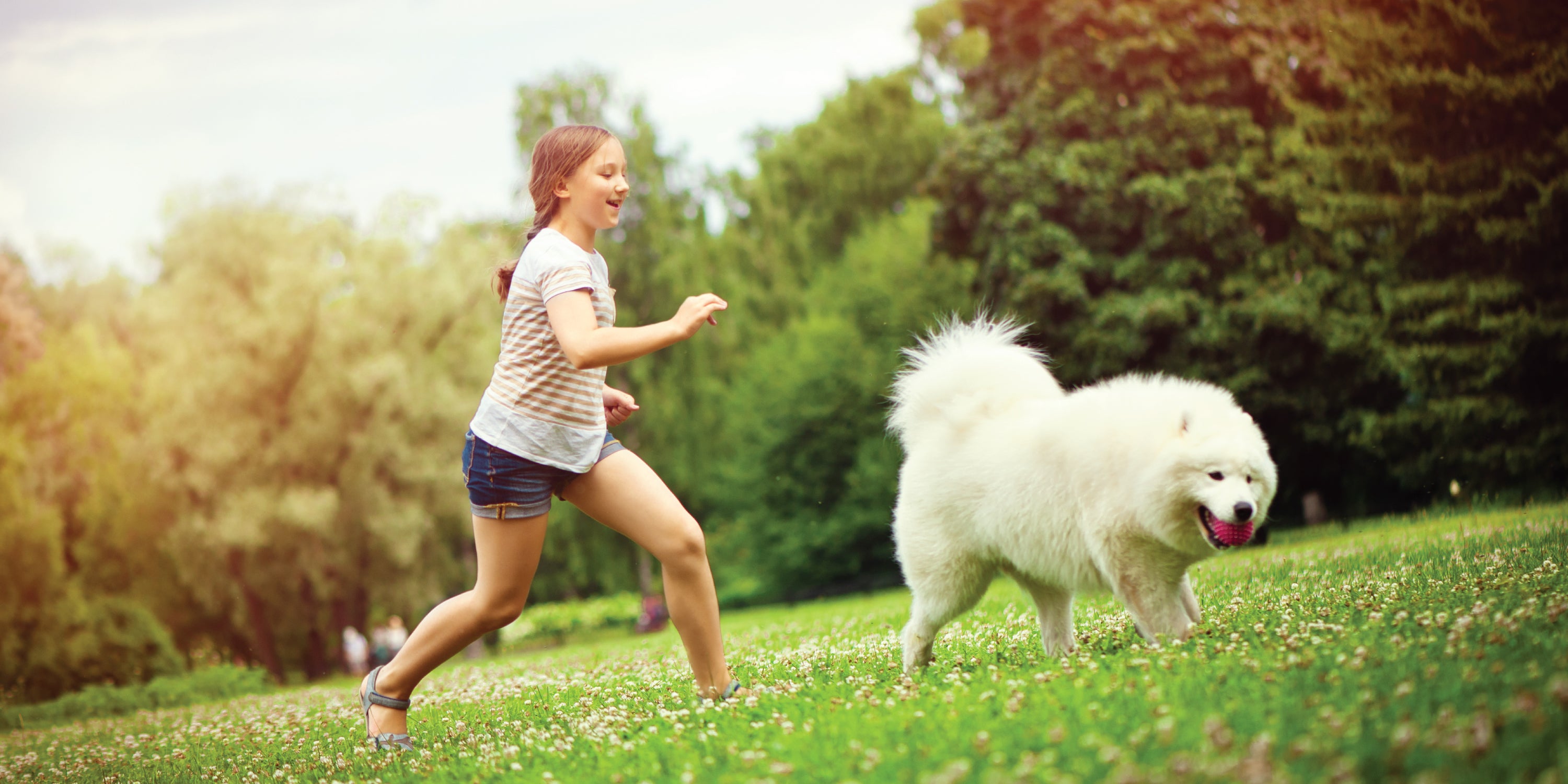 Dog Arthritis & Joint Issues