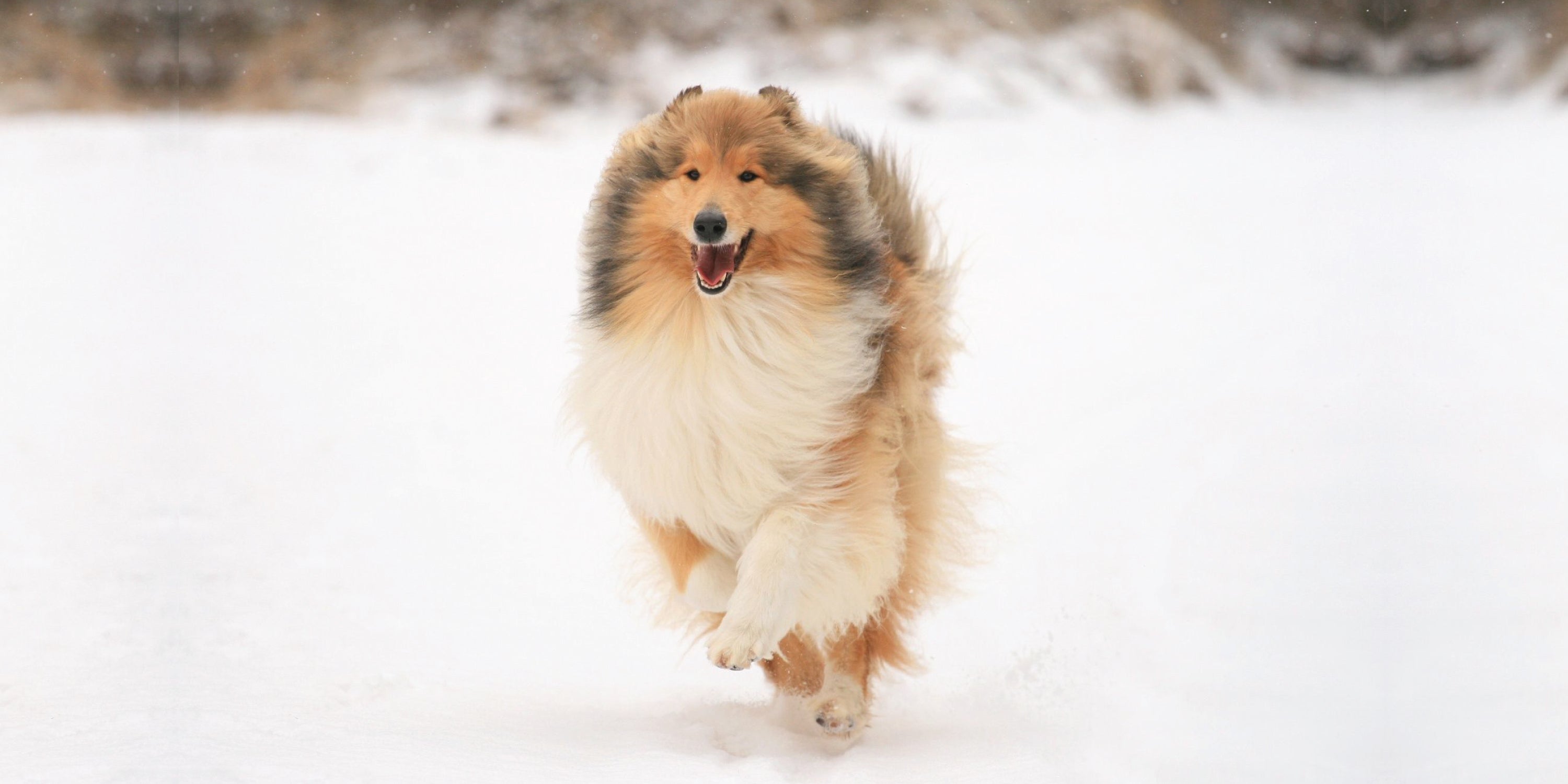 Excessive Shedding in Dogs