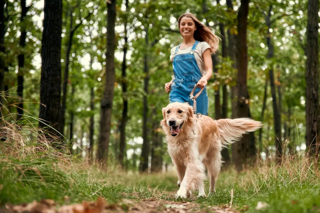skin coat supplements dogs 