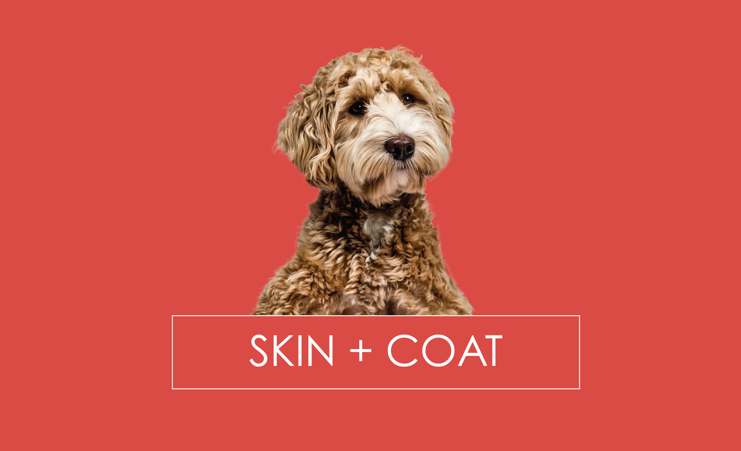 skin coat supplements dogs 
