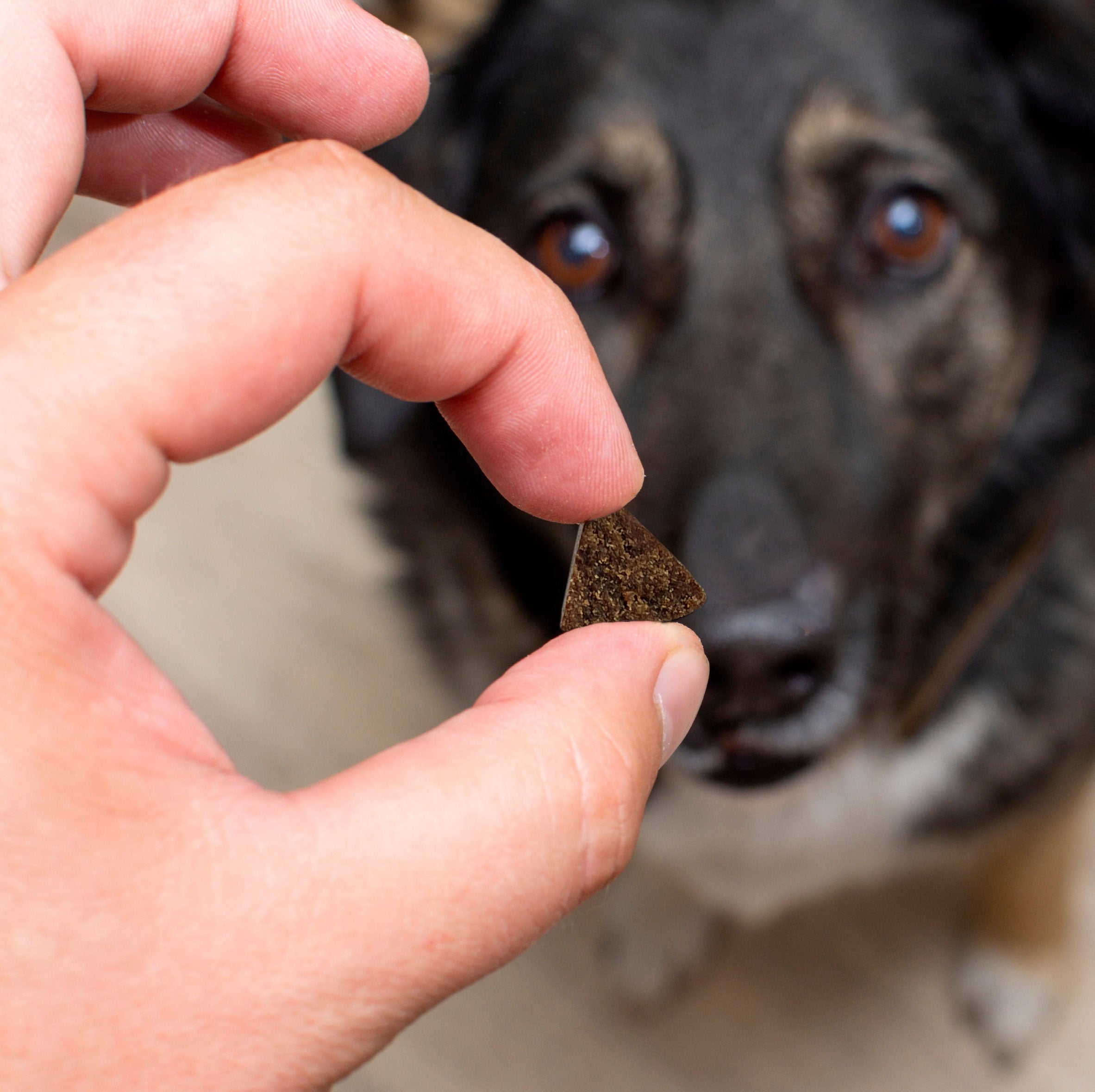 dog vitamin treats